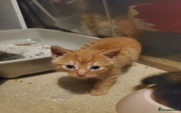 British Shorthair cats for sale: 5 kittens for sale  - Image 7