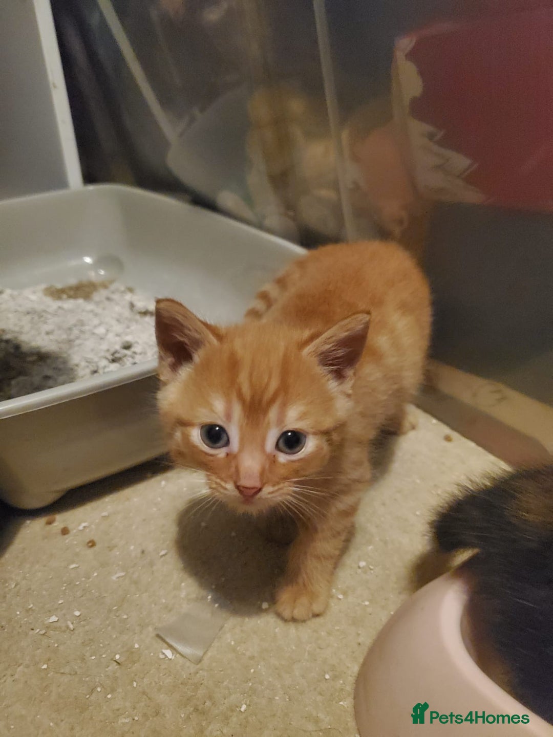 British Shorthair cats for sale: 5 kittens for sale  - Image 7