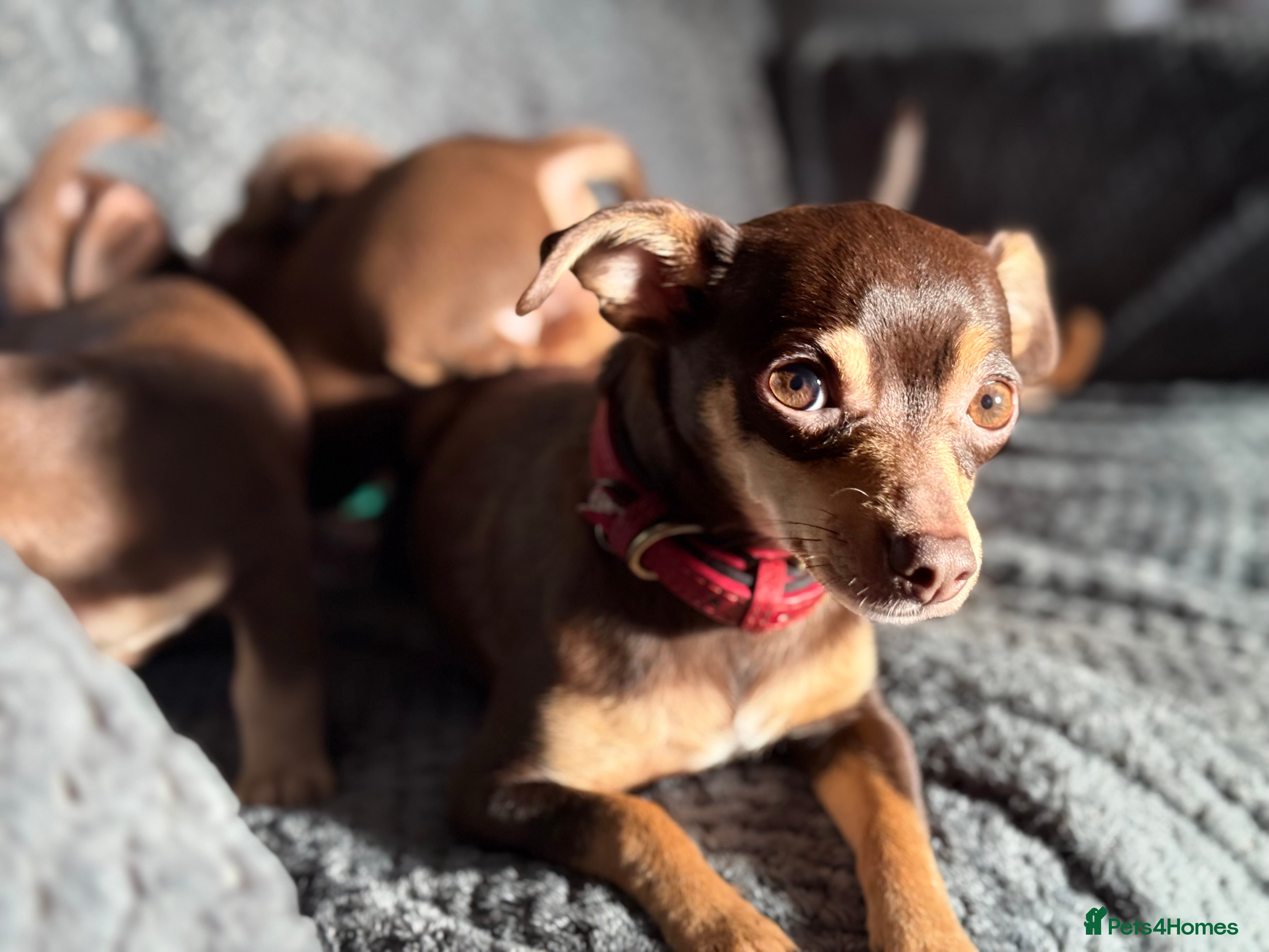 Chiweenie dogs Chiweenies 1 male 1 female available now.  - Advert 4