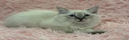 Ragdoll cats for sale: 2 Lynx ragdoll kittens ready to go NOW - Advert 5