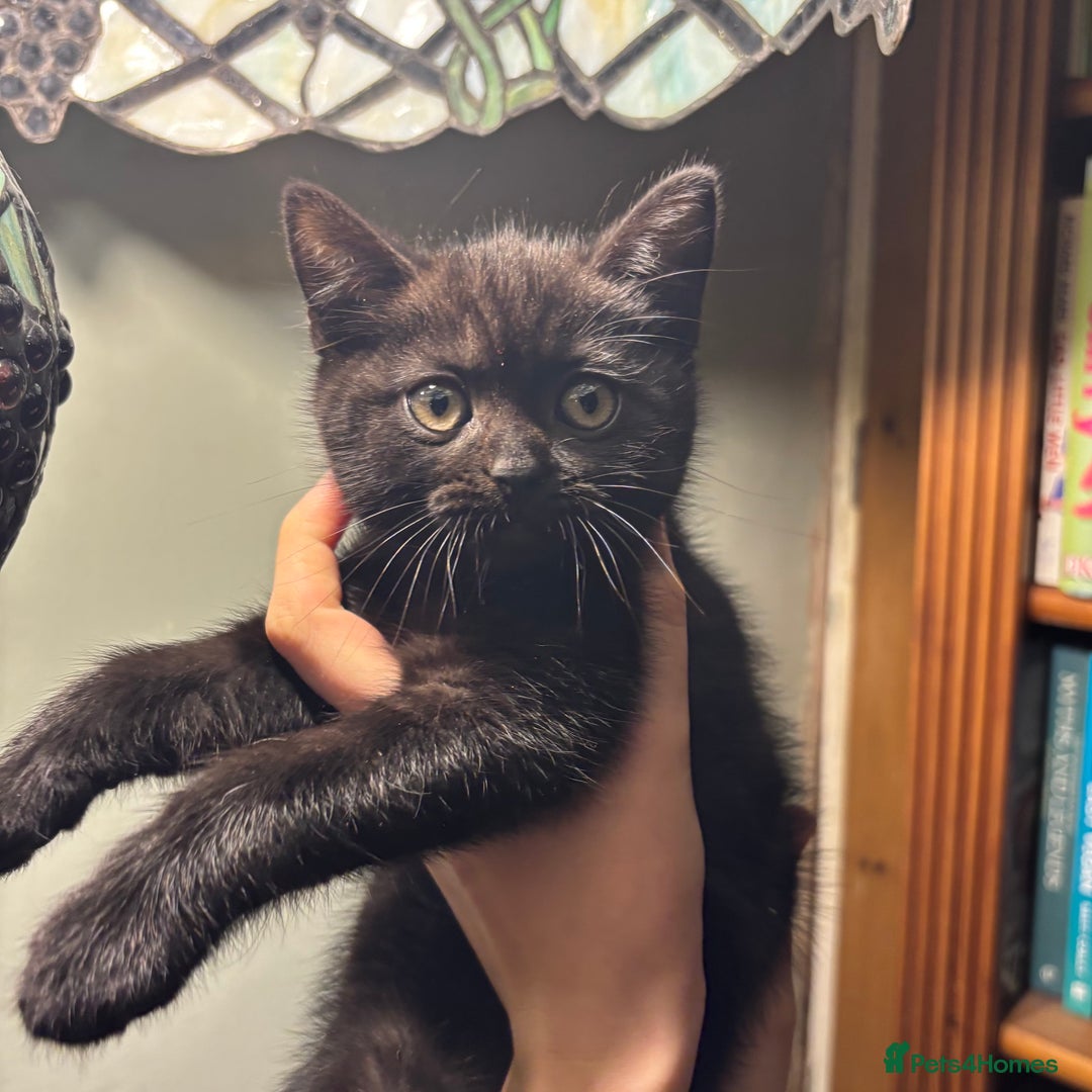 British Shorthair cats for sale: ⭐️Ready 8th Dec⭐️1 left.British Shorthair X Cross - Advert 9