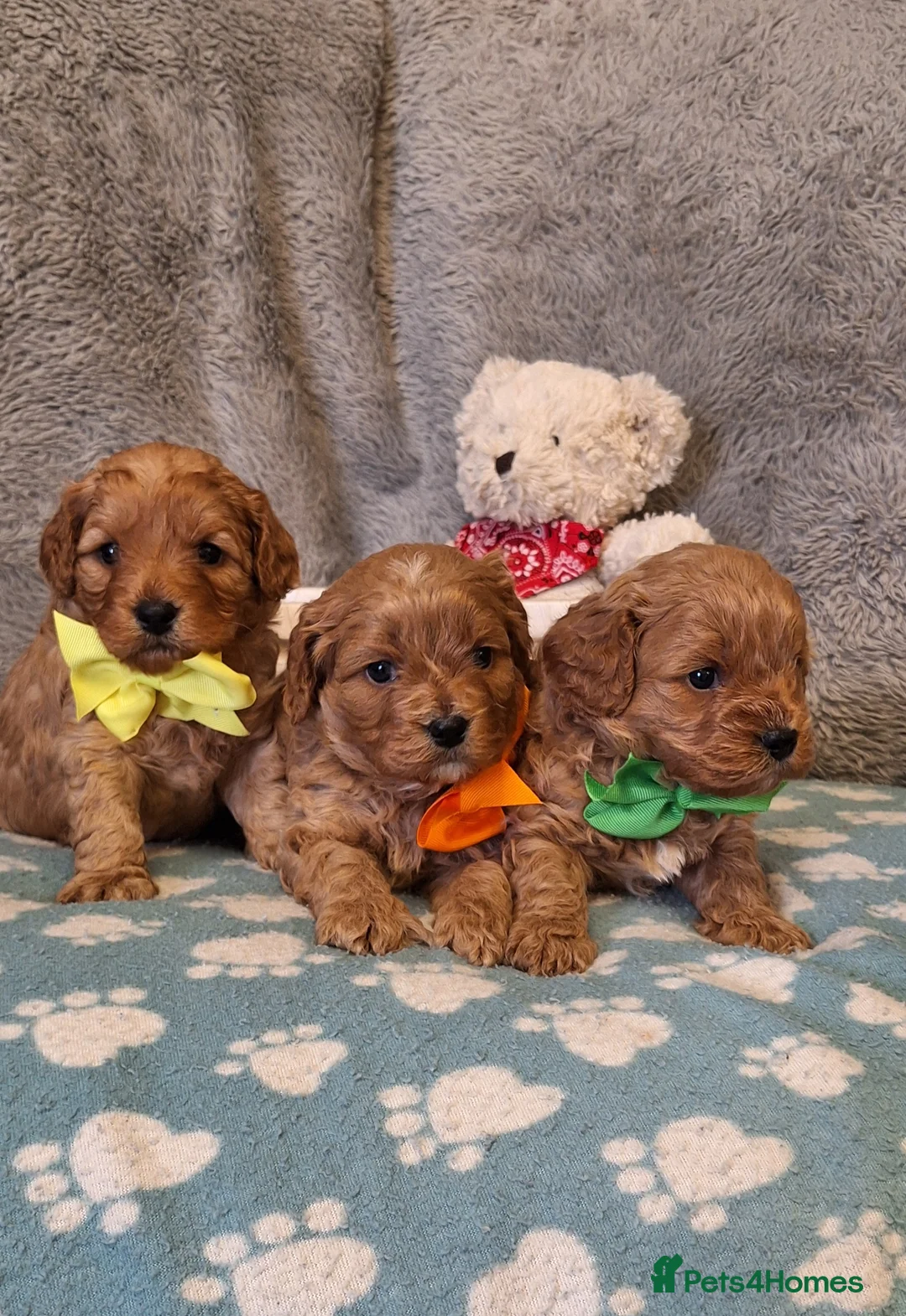Cavapoo dogs for sale: Gorgeous health tested Cavapoo pups - Advert 4