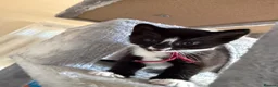 Mixed Breed cats for sale: Ginger male and tuxedo female - Advert 10
