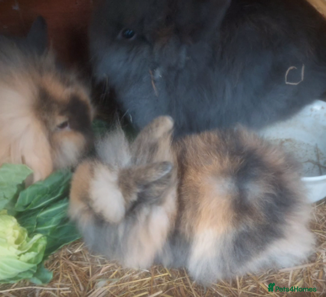 Mini Lop rabbits for sale: 3 x Mini Lion Lop Born 1 September Ready in 1 week - Advert 10