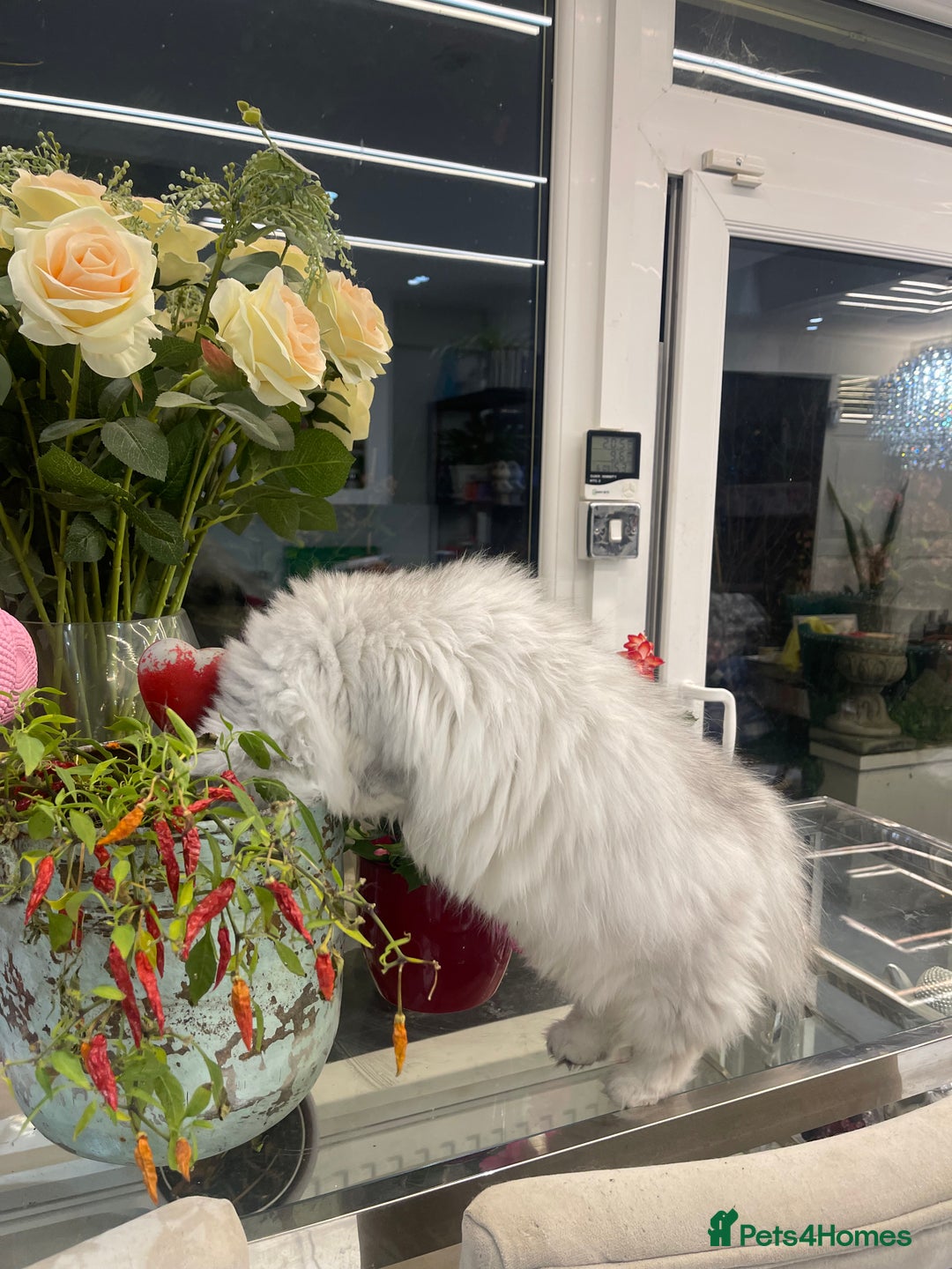 Persian cats for sale: Silver Persian chinchilla kittens  - Advert 8