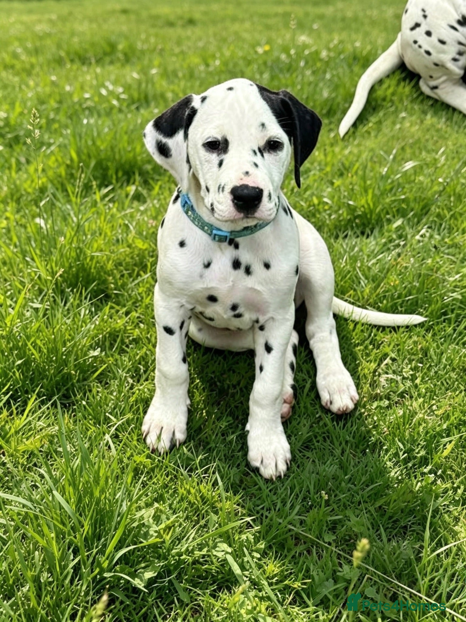 Dalmatian dogs Pedigree KC Registered Puppies Ready Now - Advert 10