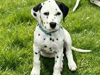 Dalmatian dogs Pedigree KC Registered Puppies Ready Now - Advert 10