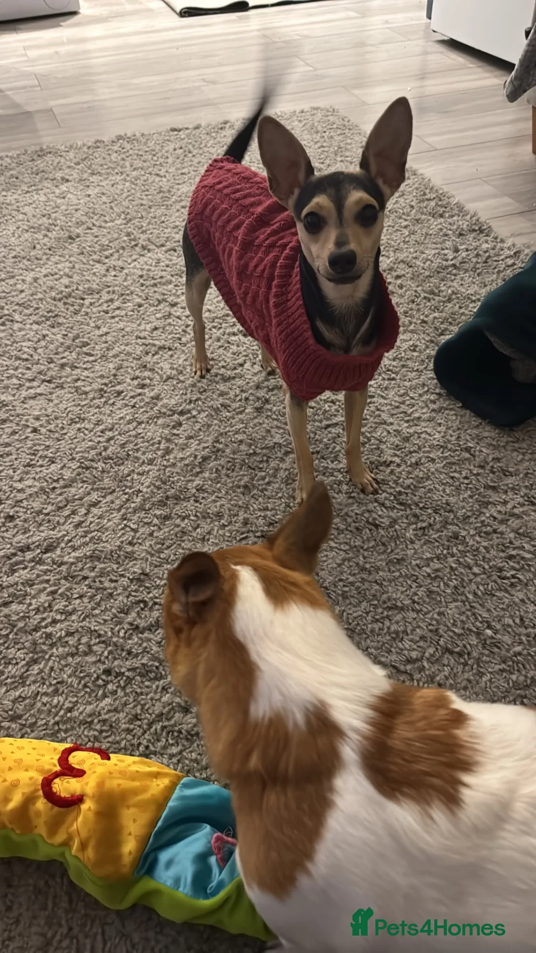 Miniature Pinscher dogs for sale: Forever home for Rufus - Advert 2