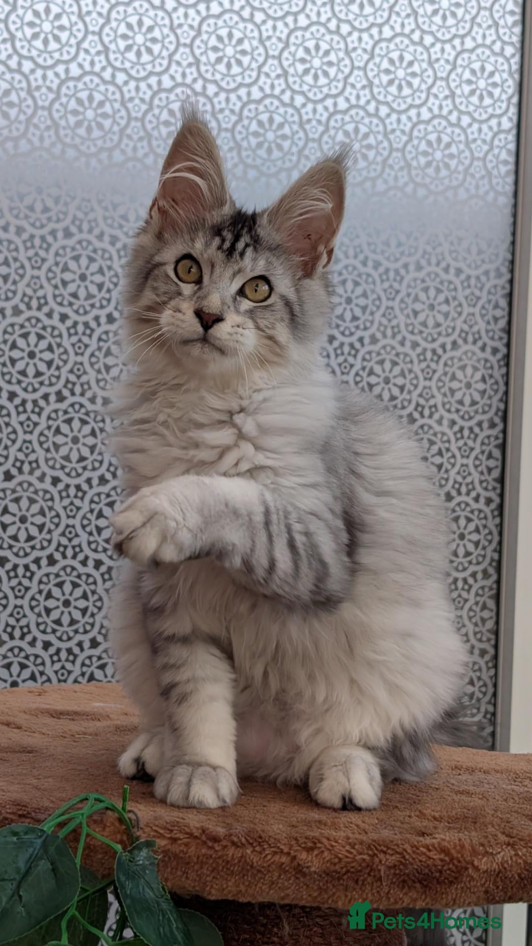 Maine Coon cats Stunning Tica registered Maine coon kittens - Advert 1