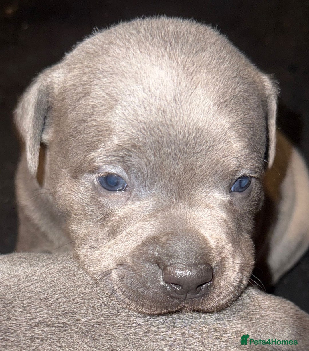 Staffordshire Bull Terrier dogs for sale: 4 Blue Staffordshire bull terriers - Image 1