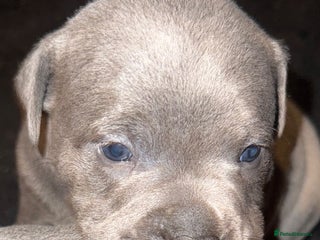 Staffordshire Bull Terrier dogs - Advert 2