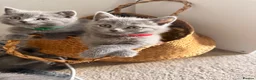British Shorthair cats for sale: British short hair fluffy kittens,London based - Advert 14