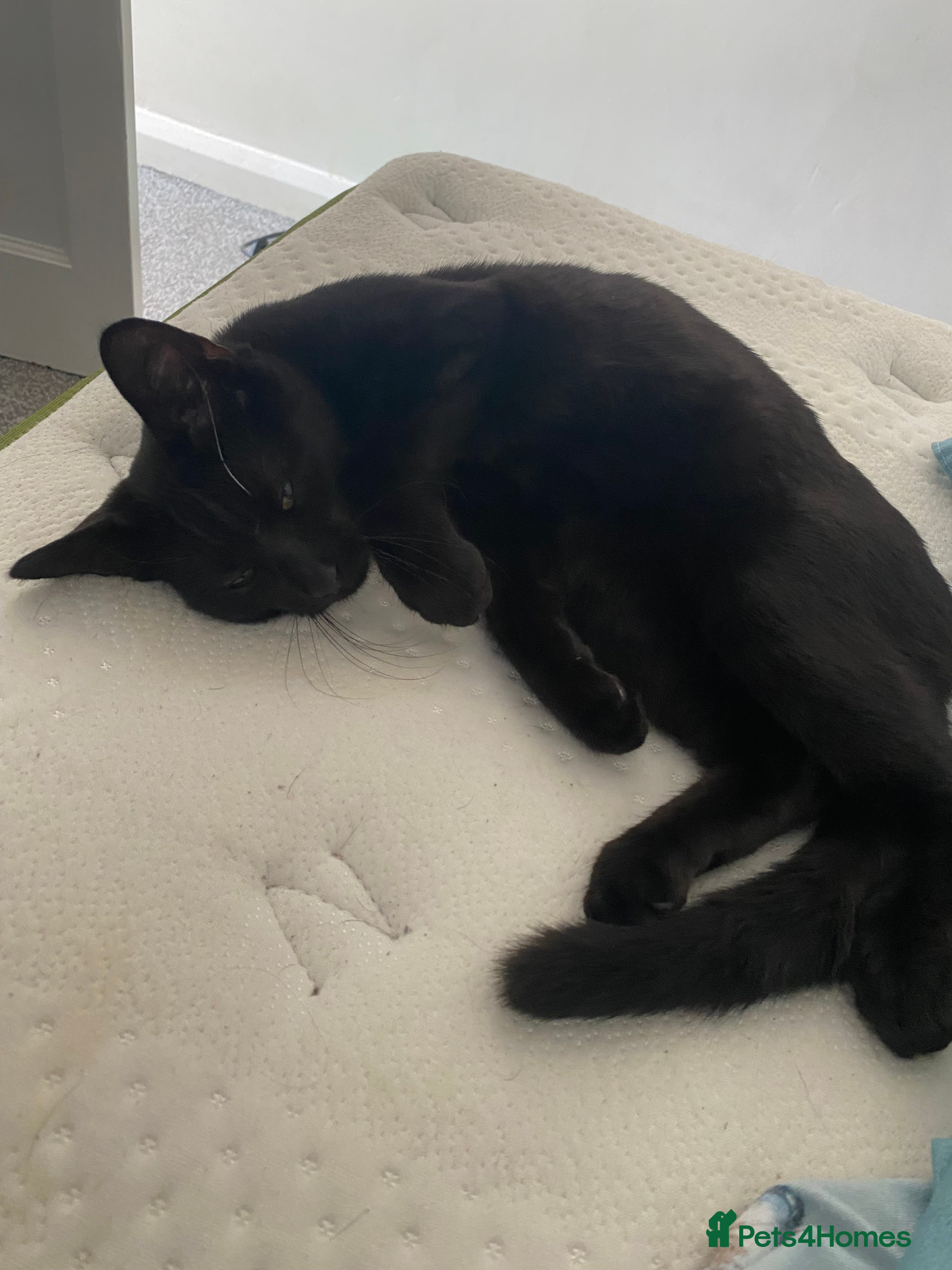 Bombay cats Lovely female cat  - Advert 5