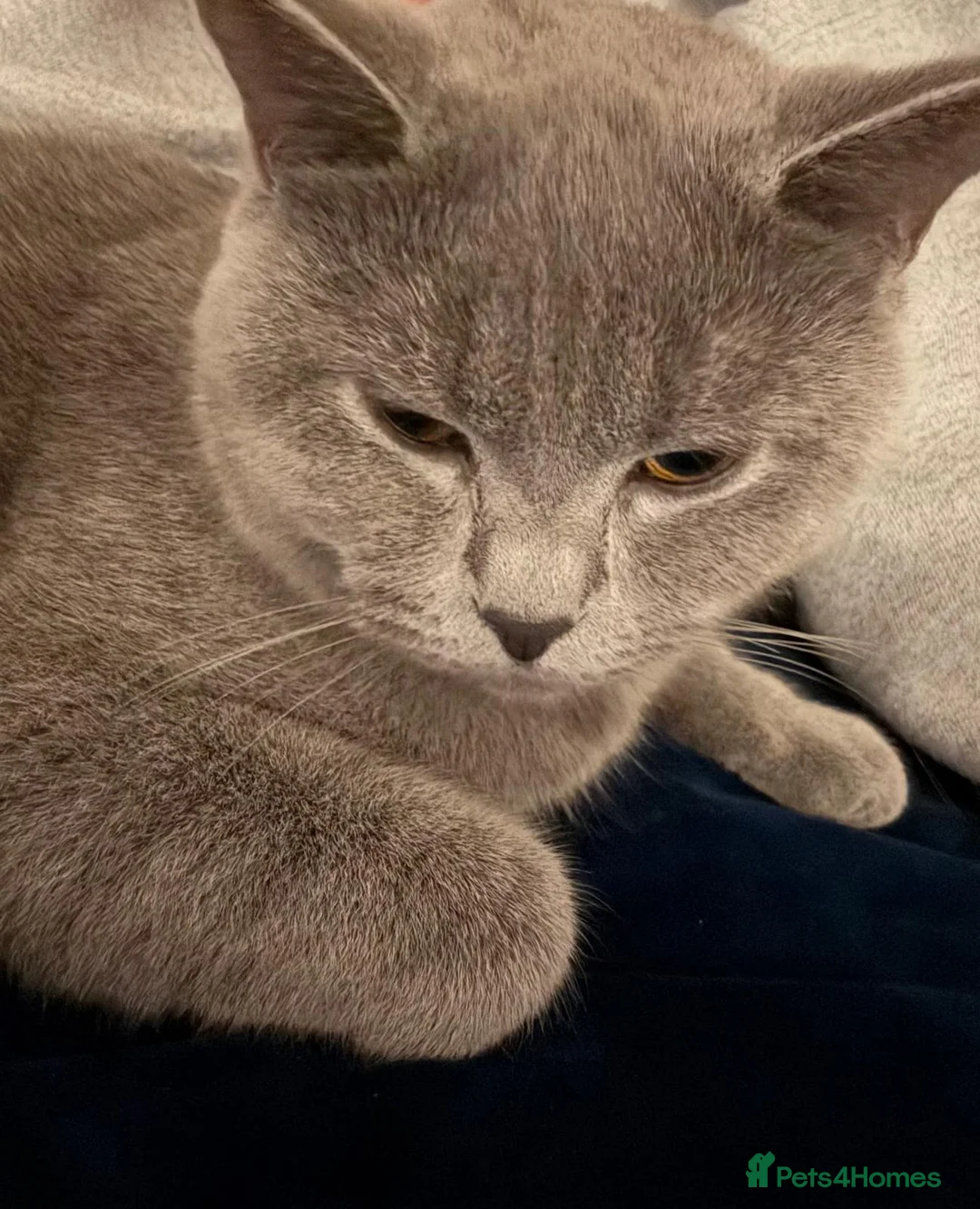 British Shorthair cats for sale: Female British short-haired. - Advert 6