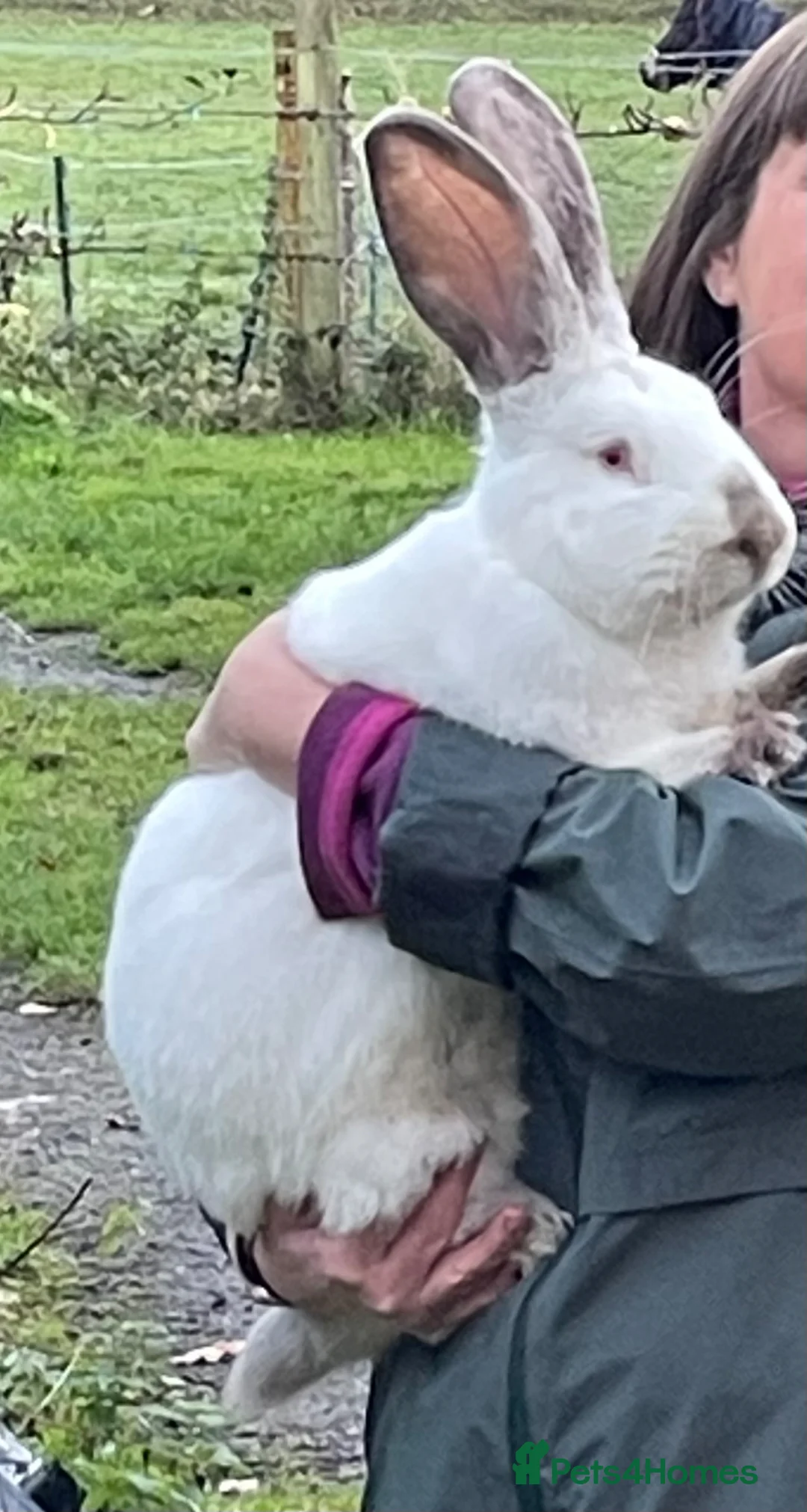 Mixed Breed rabbits for sale: Continental giant x Transylvanian giant in Aberdare - Advert 3