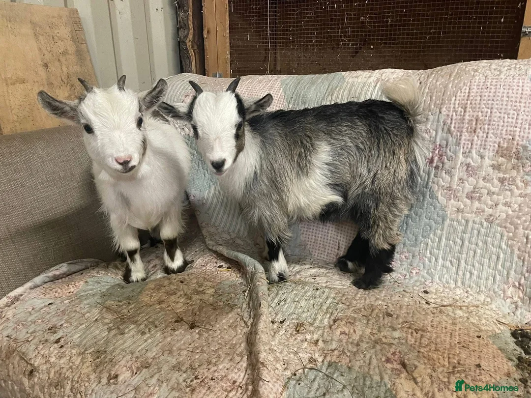 Goats livestock for sale: Pedigree registered Pygmy goats - Advert 7