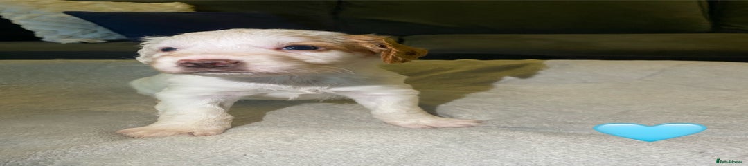 Cocker Spaniel Puppy 1