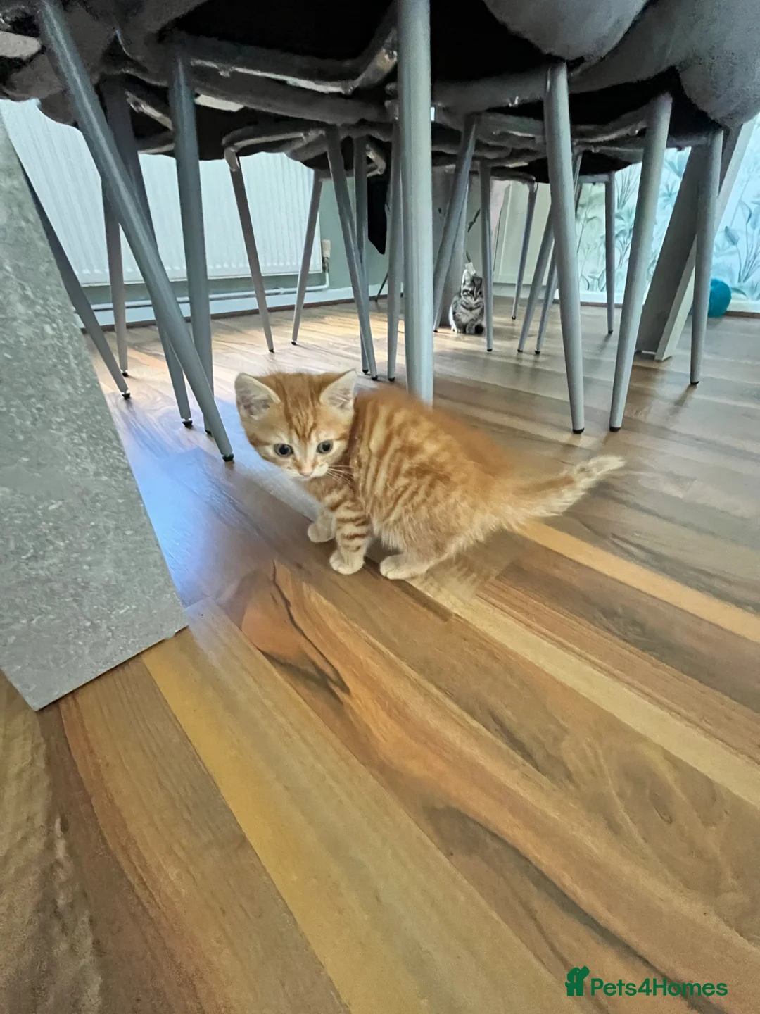 Mixed Breed cats for sale: 2 adorable little kittens  in Middlewich - Advert 9