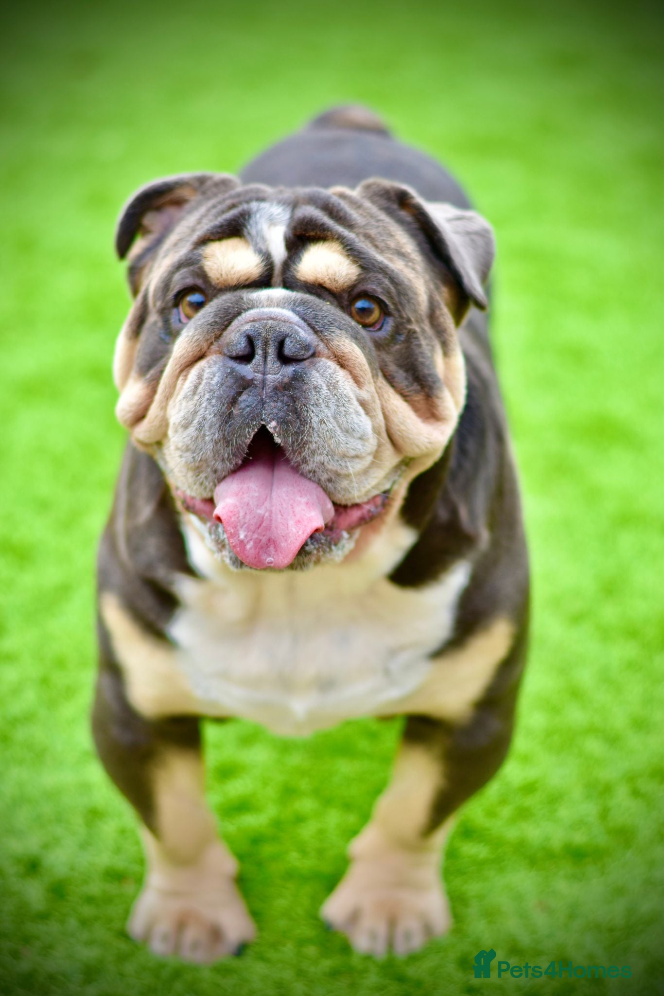 English Bulldog dogs CARLOS ENGLISH BULLDOG STUD in Canvey Island - Advert 19