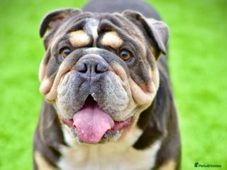 English Bulldog dogs in Canvey Island - Advert 15