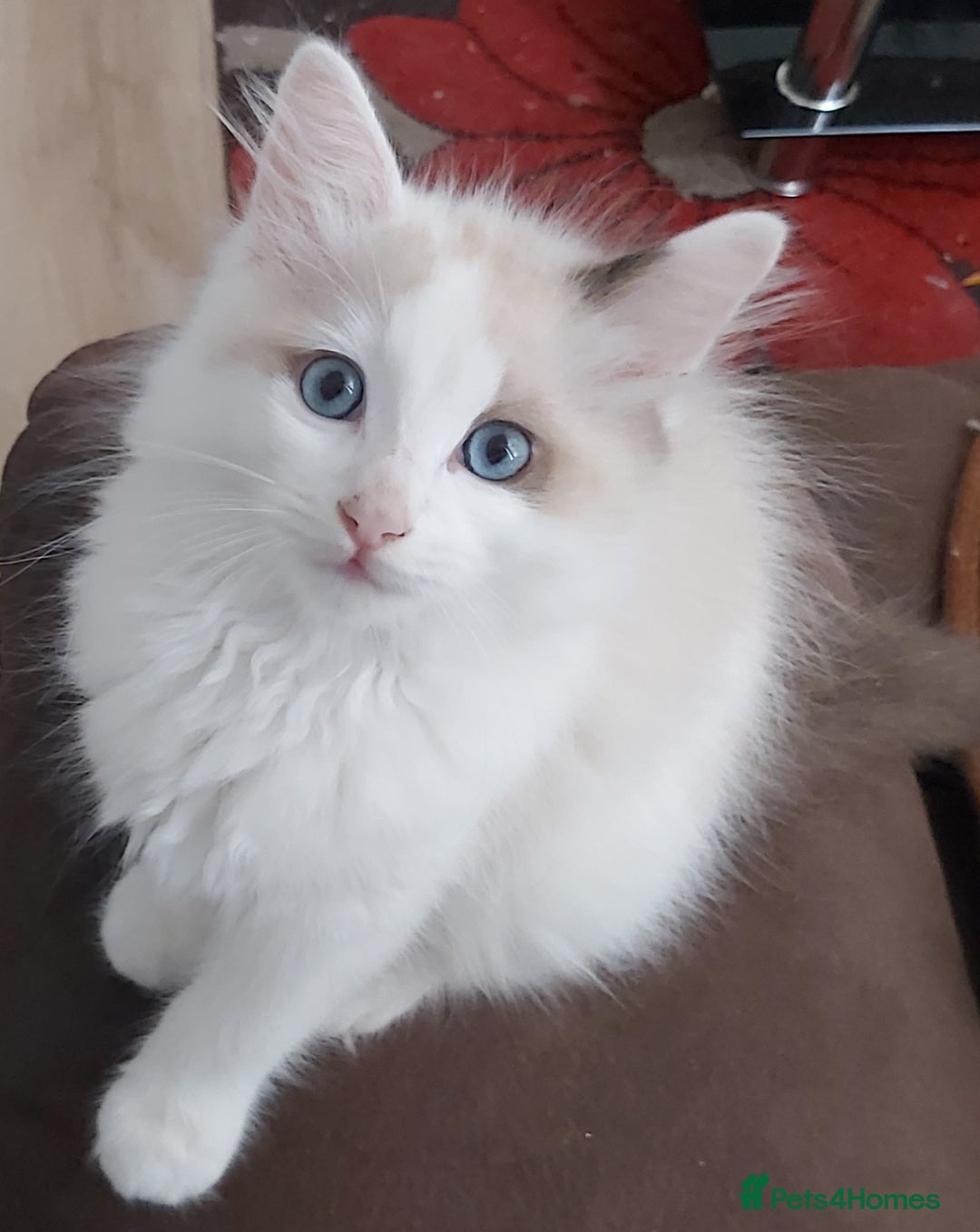 Ragdoll cats for sale: RAGDOLLS BOYS BICOLOUR VACCINATED MICROCHIPED  - Image 3