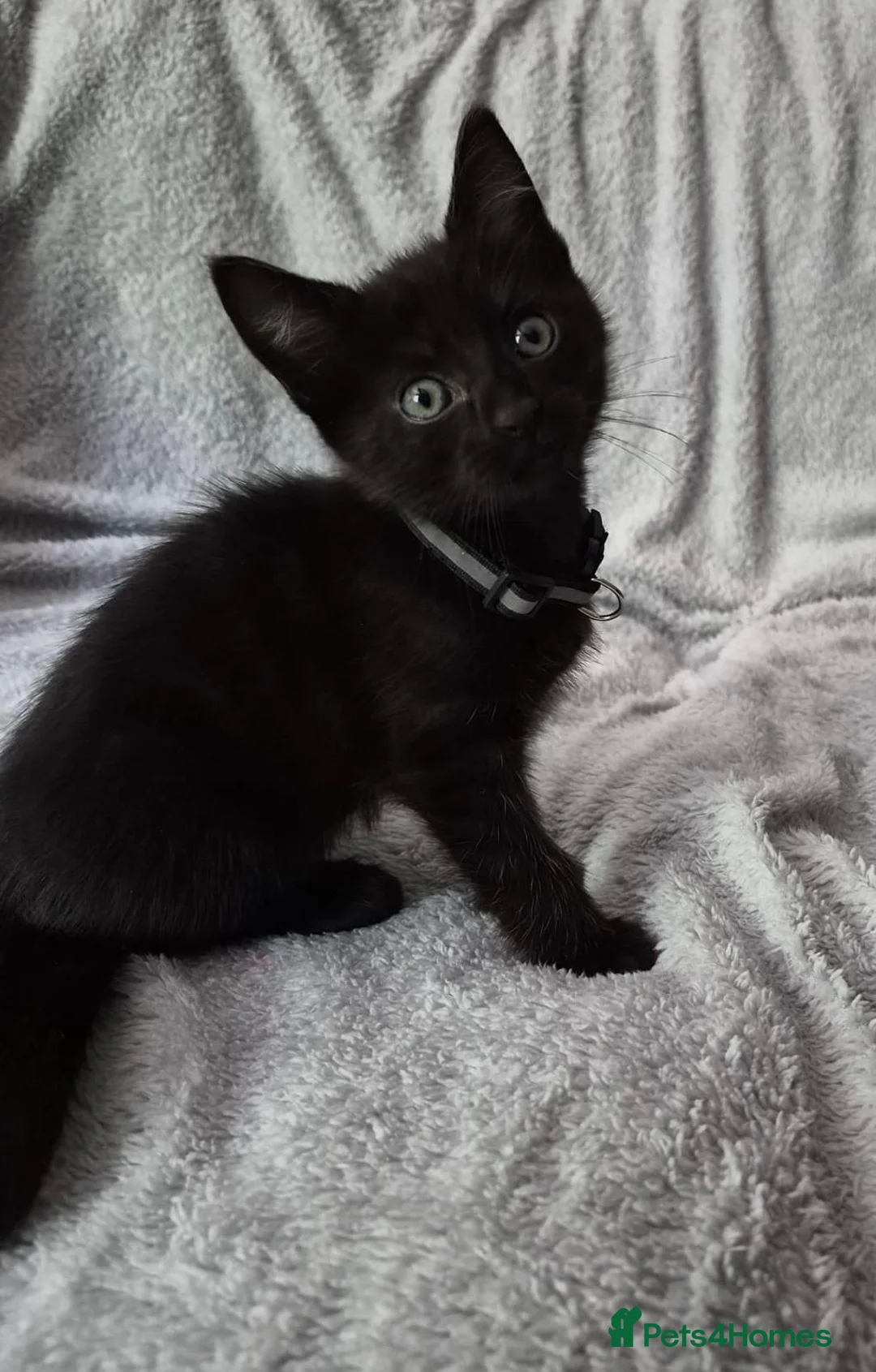 Mixed Breed cats for sale: 2 kittens for sale  - Advert 3