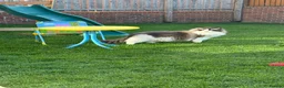 Ragdoll cats for sale: Beautiful GCCF Male Ragdoll 2 years old in Middlesbrough - Advert 16