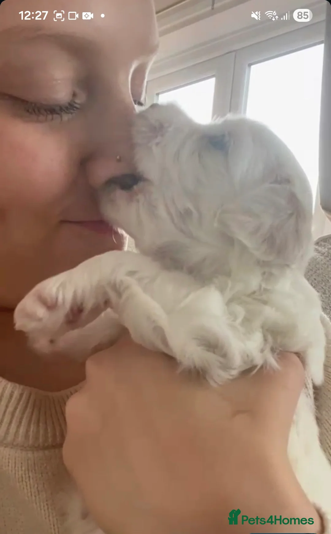 Mixed Breed dogs for sale: Maltipoo-chon - Advert 2