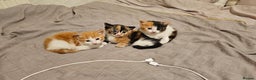 Mixed Breed cats for sale: 8week old kittens  - Advert 6