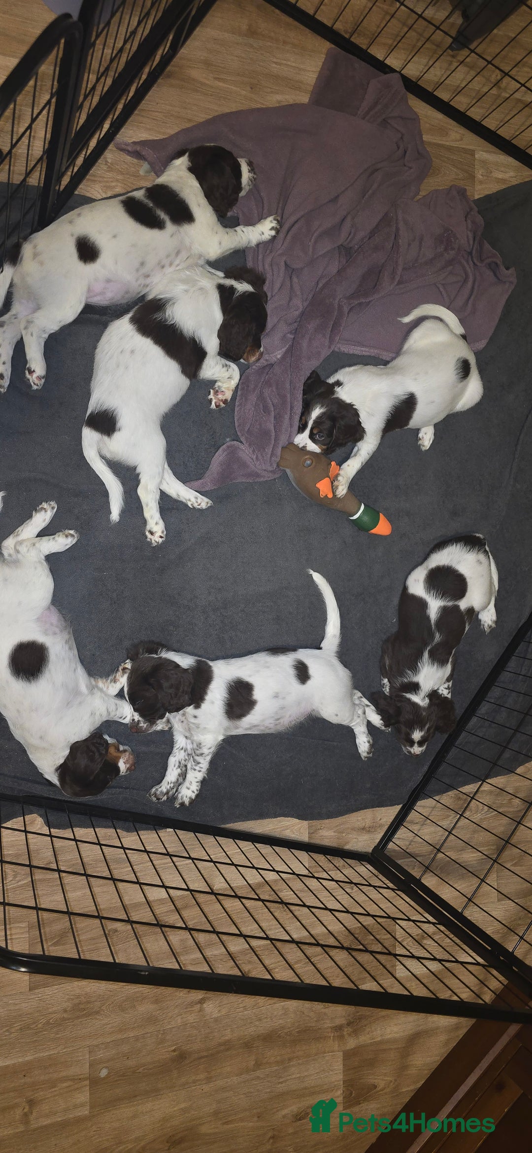 Sprocker dogs for sale: Home-Reared Sprocker Puppies  - Advert 5
