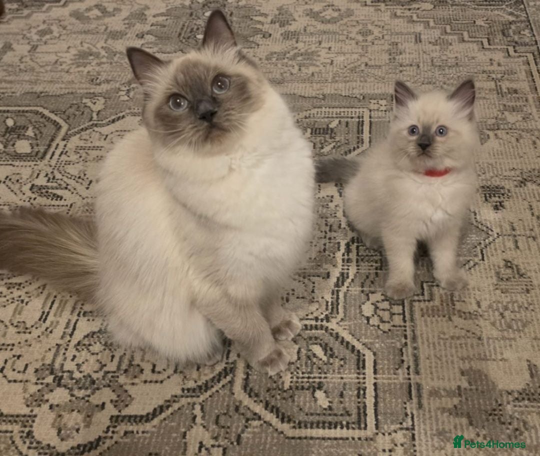 Ragdoll cats Beautiful ragdoll kittens - Advert 9