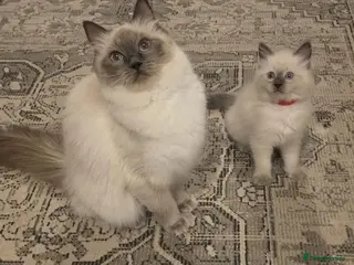 Ragdoll cats Beautiful ragdoll kittens - Advert 9