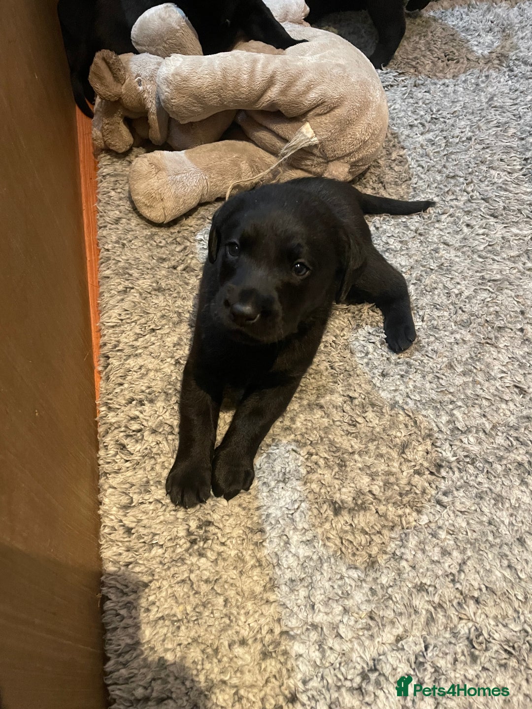 Labrador Retriever dogs for sale: Black Labrador puppies - Advert 4