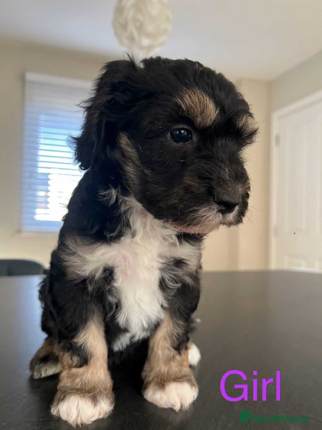 Mixed Breed dogs for sale: Only 2 left girl and boy Sheepadoodle - Advert 1