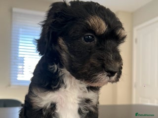 Mixed Breed dogs Only 2 left girl and boy Sheepadoodle - Advert 1