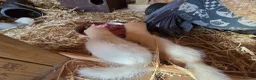 Ferret rodents for sale: 2 albino hob kits for sale - Advert 4