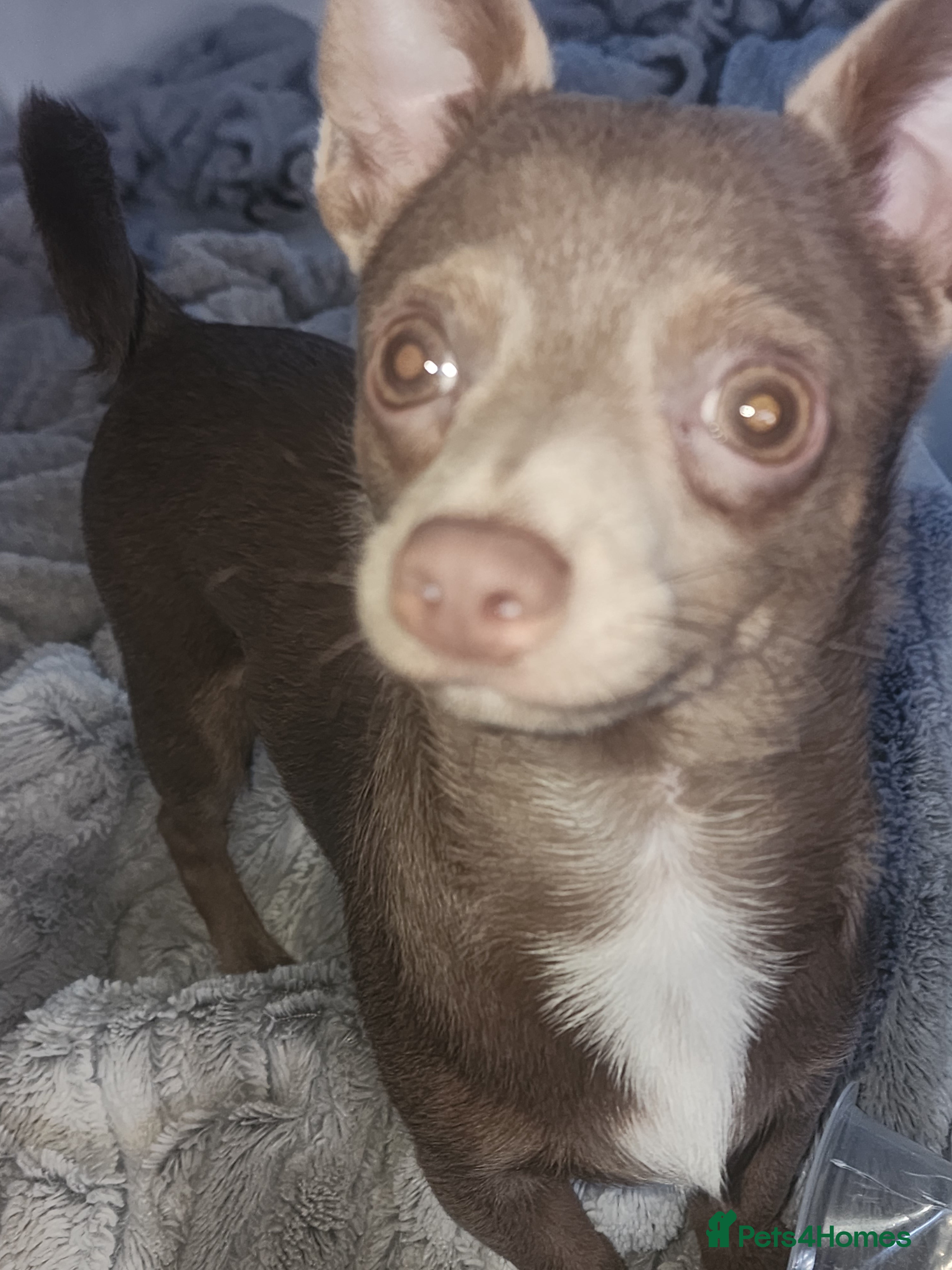 Chihuahua dogs Charlie bear - Advert 2