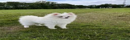 Pomchi dogs for sale: Beautiful little Kc registered white male in London - Advert 6
