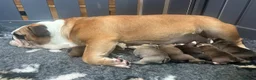 English Bulldog dogs for sale: Beautiful English Bulldog Puppies Available in Manchester - Advert 1