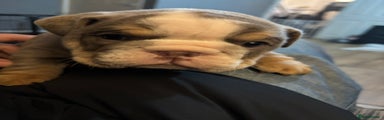 English Bulldog Puppy 5