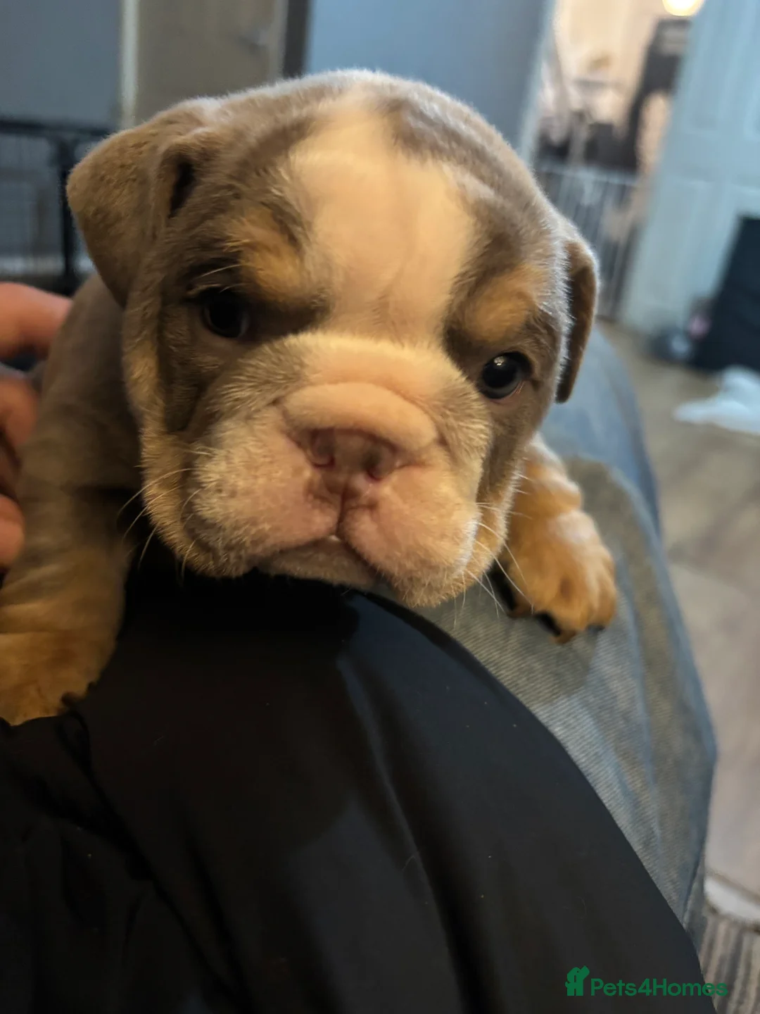 English Bulldog dogs for sale: Beautiful English Tri Lilac & Tan bulldog puppies - Advert 3