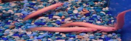 Other/Mixed Breed fish for sale: Full Aquatic Stocklist Manchester Pet's & Aquatics - Advert 2