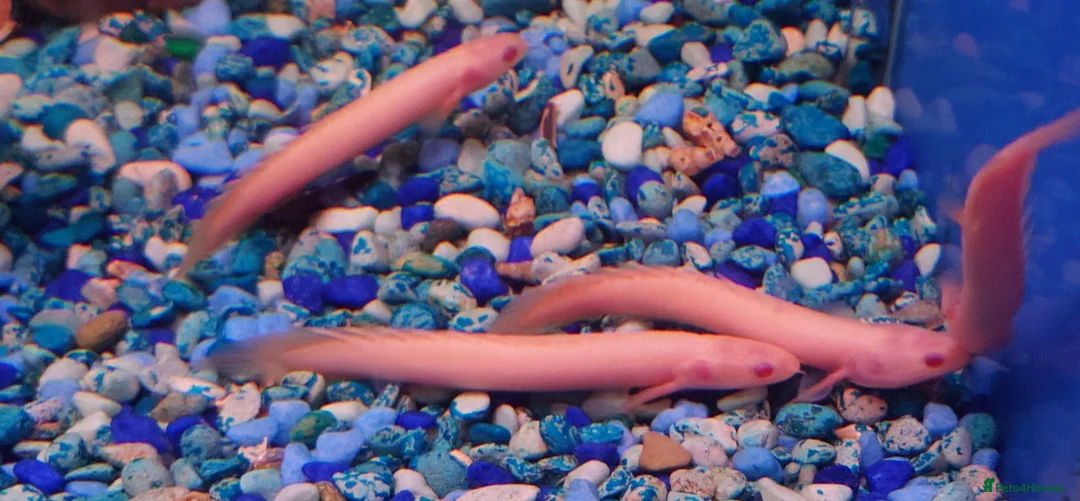 Other/Mixed Breed fish for sale: Full Aquatic Stocklist Manchester Pet's & Aquatics - Advert 2
