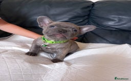 French Bulldog dogs for sale: French bulldog pups  - Image 6