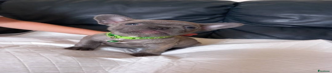 Bambi