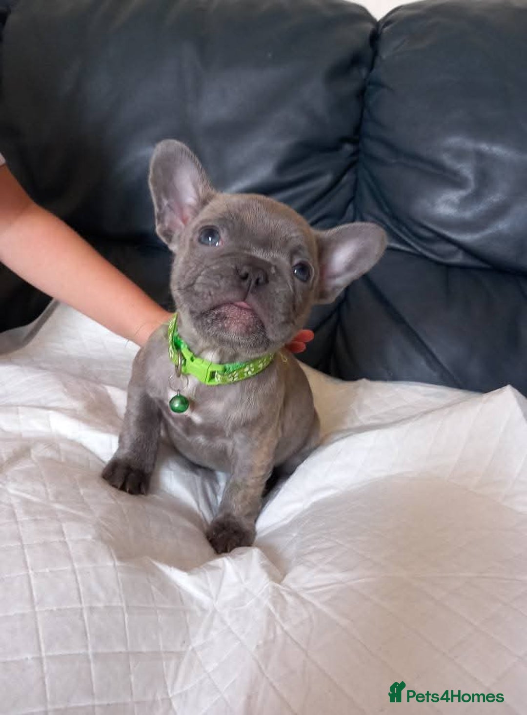 French Bulldog dogs for sale: French bulldog pups  - Image 6