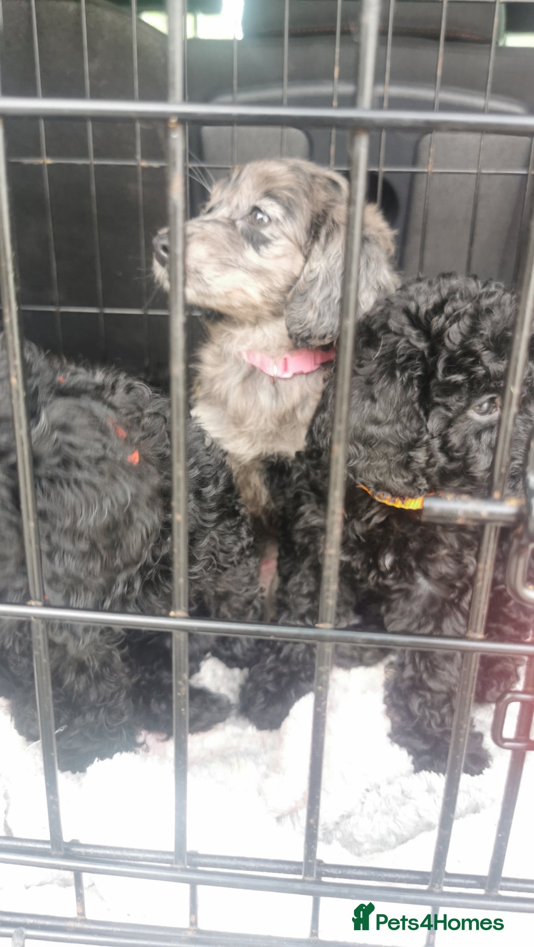 Cockapoo dogs for sale: Cockapoo puppies  - Image 10