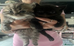 Persian cats for sale:  Persian Himalayan, blue point  - Image 5