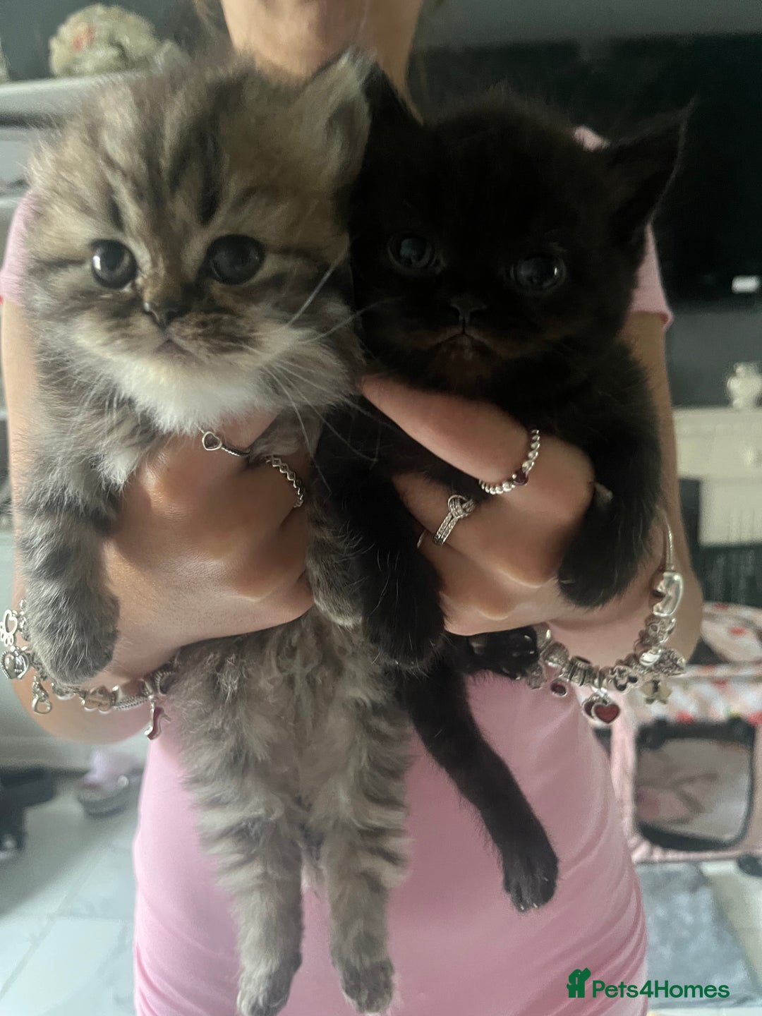 Persian cats for sale:  Persian Himalayan, blue point  - Image 5