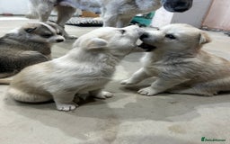 Siberian Husky dogs for sale: Gorgeous little husky pups - ready in two weeks - Advert 5